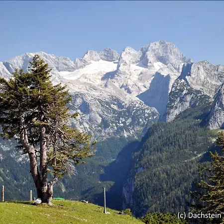 Holiday Alpenrose.3